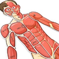 [로봇사이언스몰] 인체의 신비 인체 근육 모형 (완성시 약70cm)(1인용 포장)